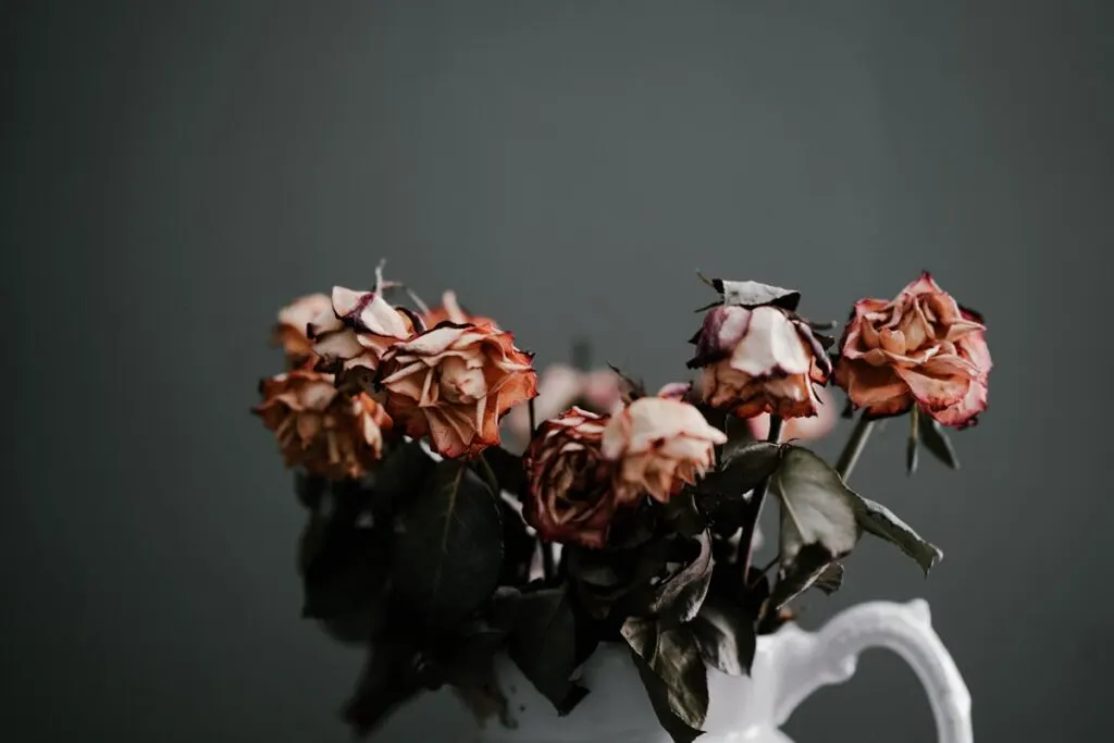Old web design roses longview wa