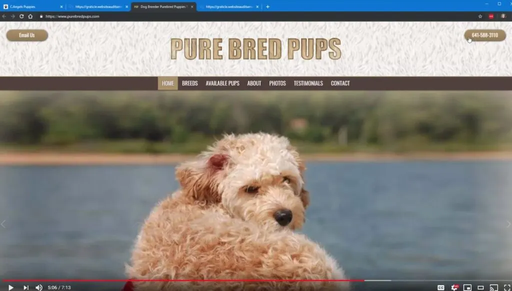 Dog breeding web design tips