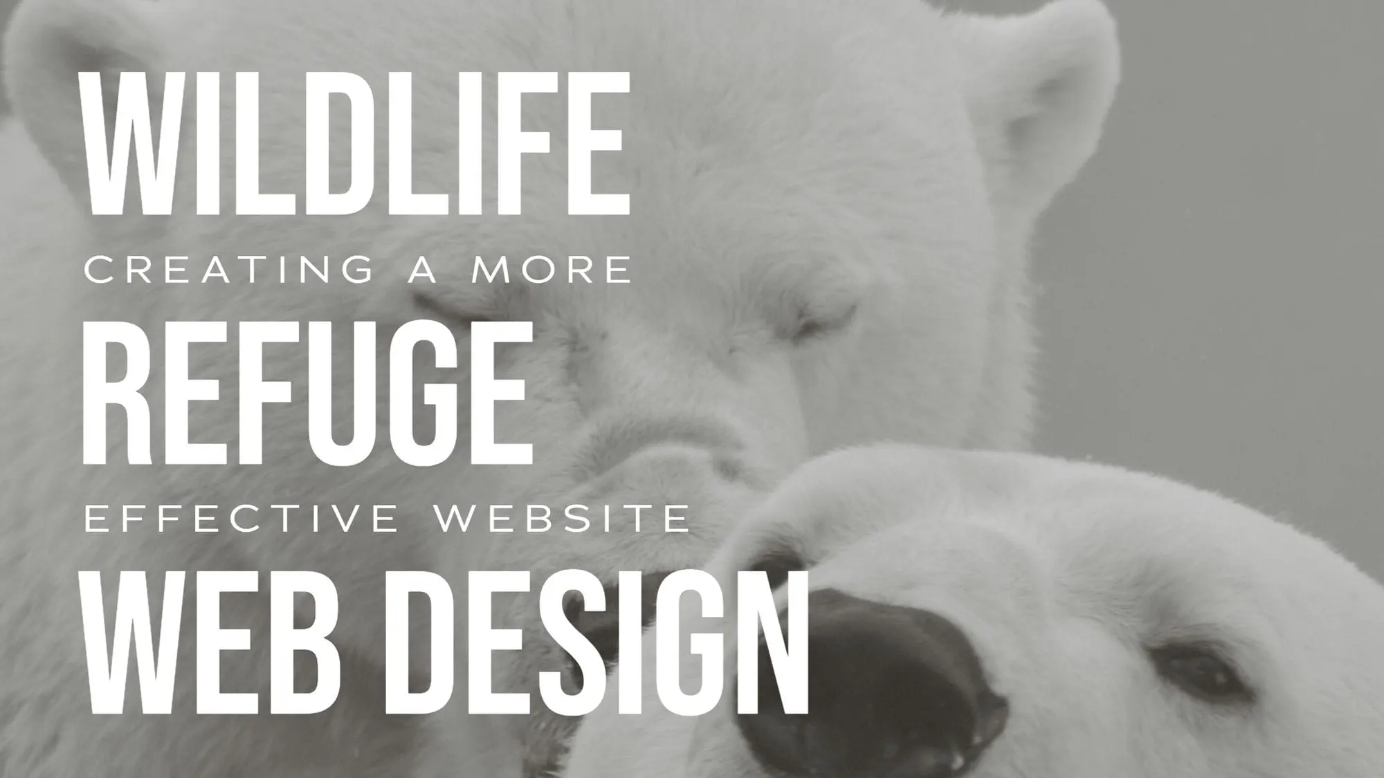 Wildlife refuge web design