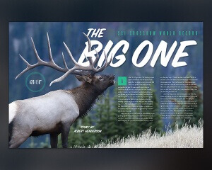 World Record Bull - Article Design - Created by Graticle Design